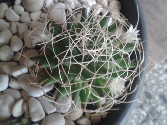 Mammillaria longimamma